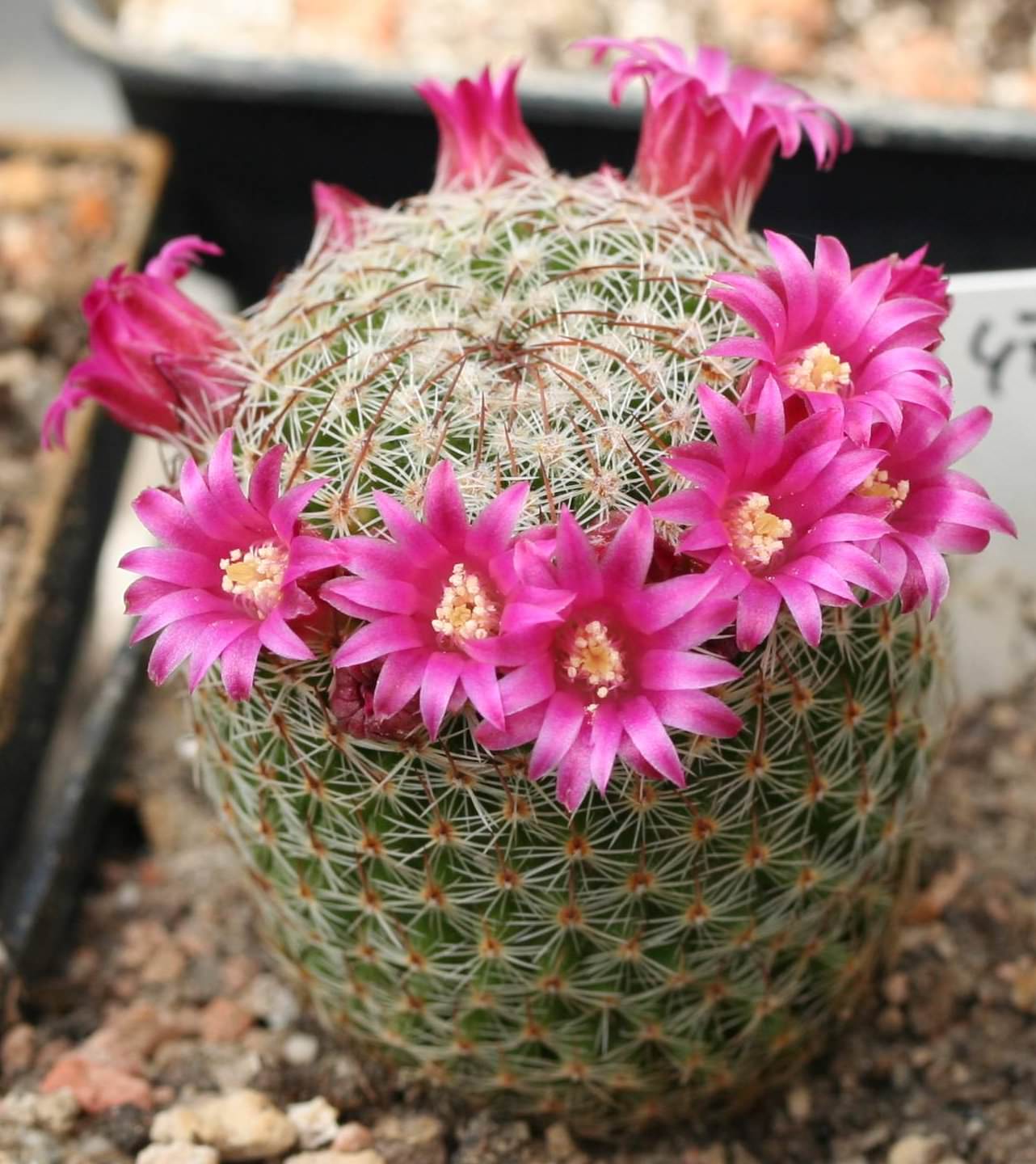 Mammillaria compacticaulis
